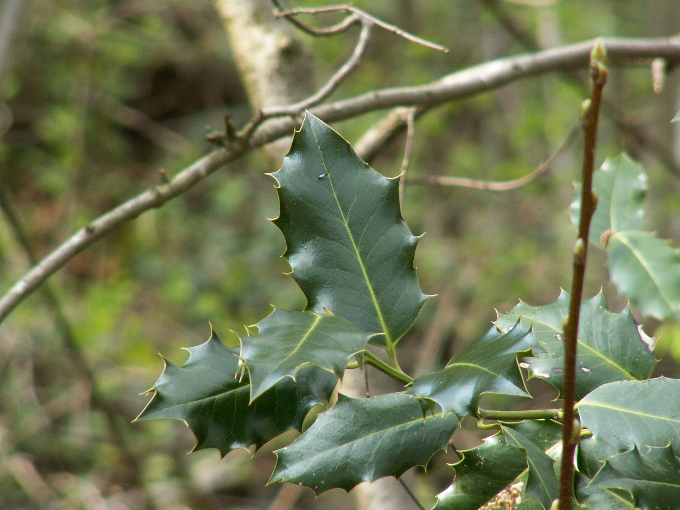 Wallpapers Nature Leaves - Foliage houx o ? ouh ouh !