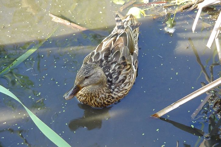 Wallpapers Animals Birds - Ducks canard