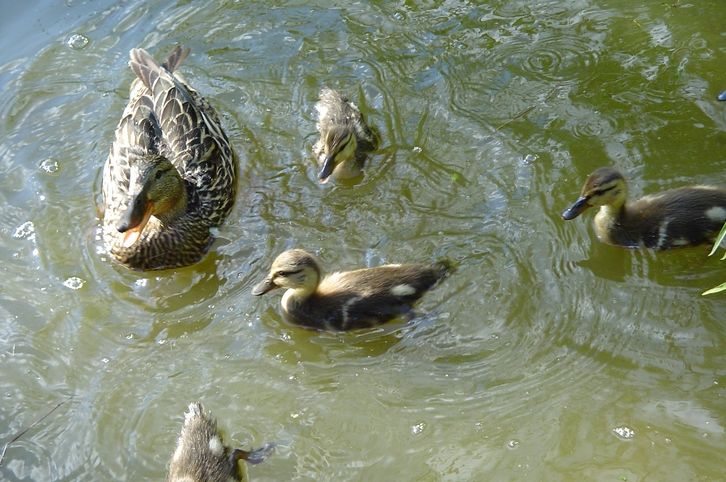 Wallpapers Animals Birds - Ducks canard