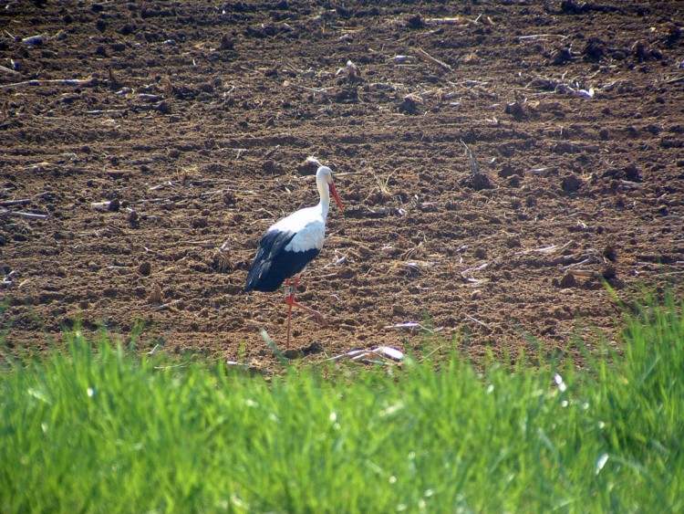 Fonds d'cran Animaux Oiseaux - Cygnes A la recherche de nourriture...