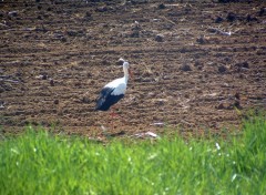 Fonds d'cran Animaux A la recherche de nourriture...