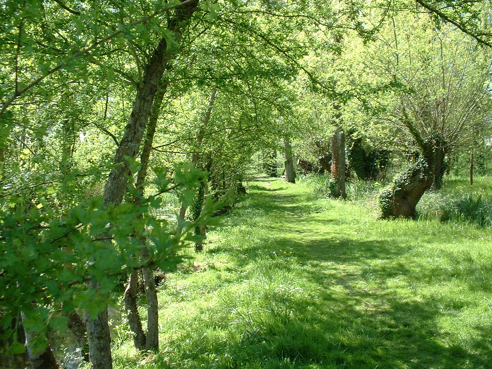 Wallpapers Nature Trees - Forests Parc de Vaux sur Mer (Charente-Maritime)