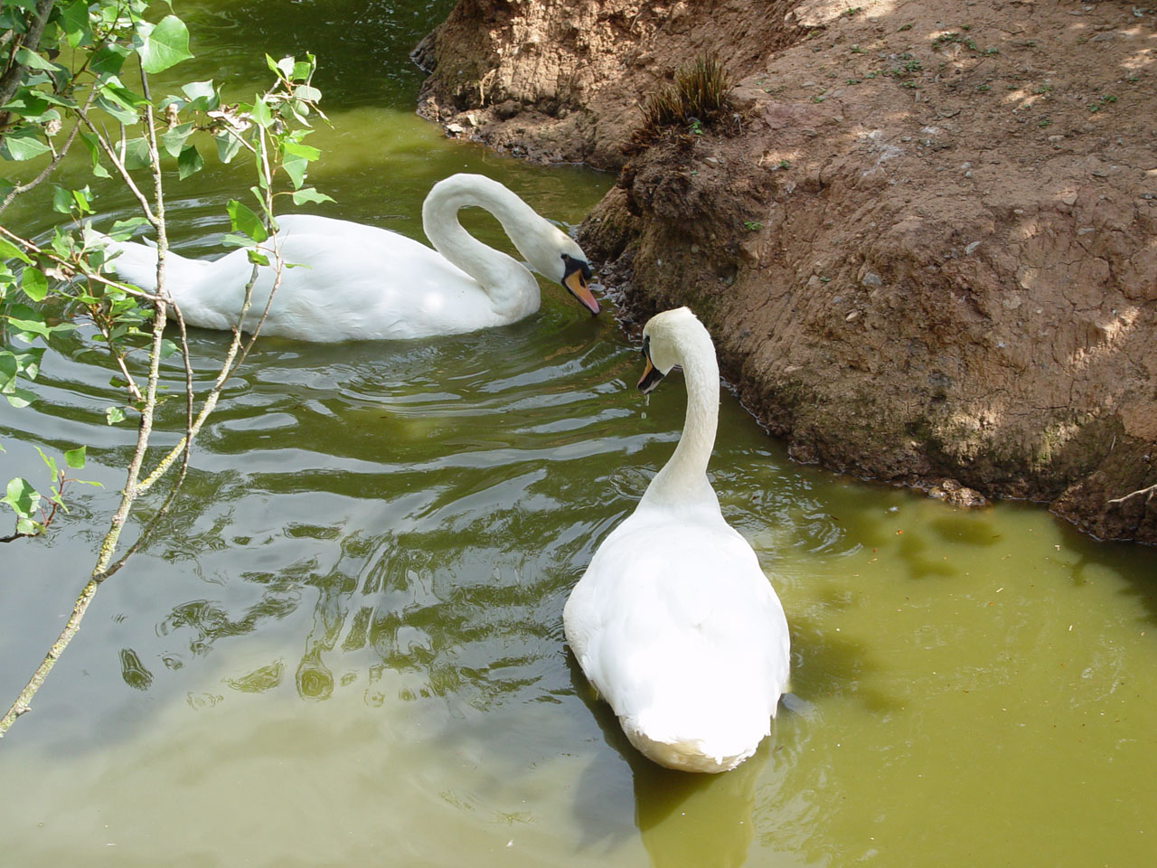 Wallpapers Animals Birds - Ducks Grâces glissant sur les ondes