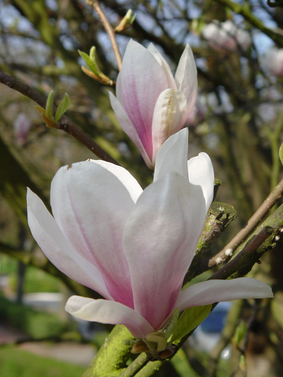 Fonds d'cran Nature Fleurs L'envol des magnolia