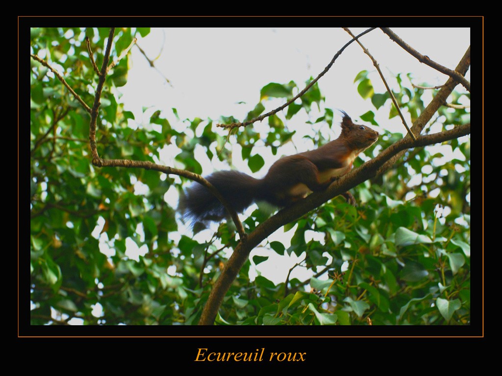 Wallpapers Animals Rodents - Squirrels 