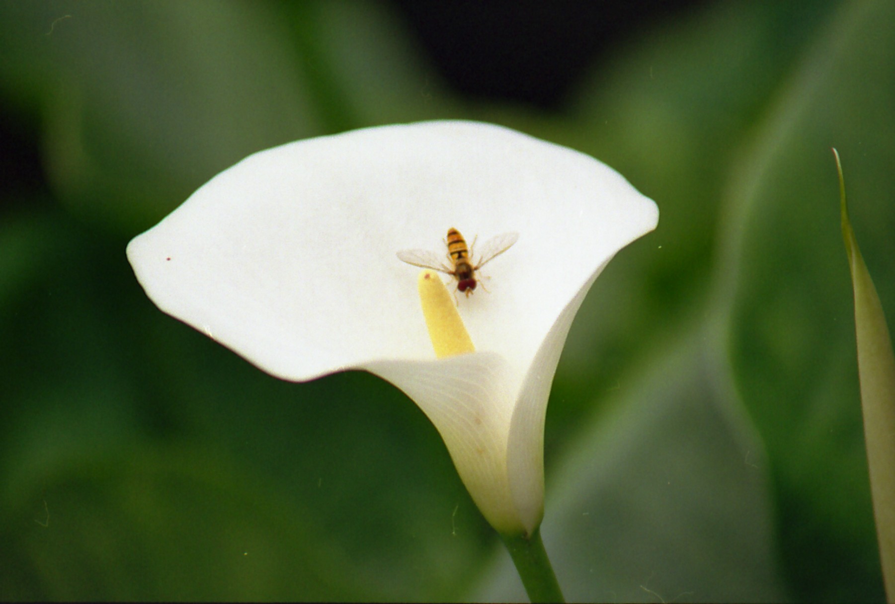 Fonds d'cran Nature Fleurs fleur d'Arum