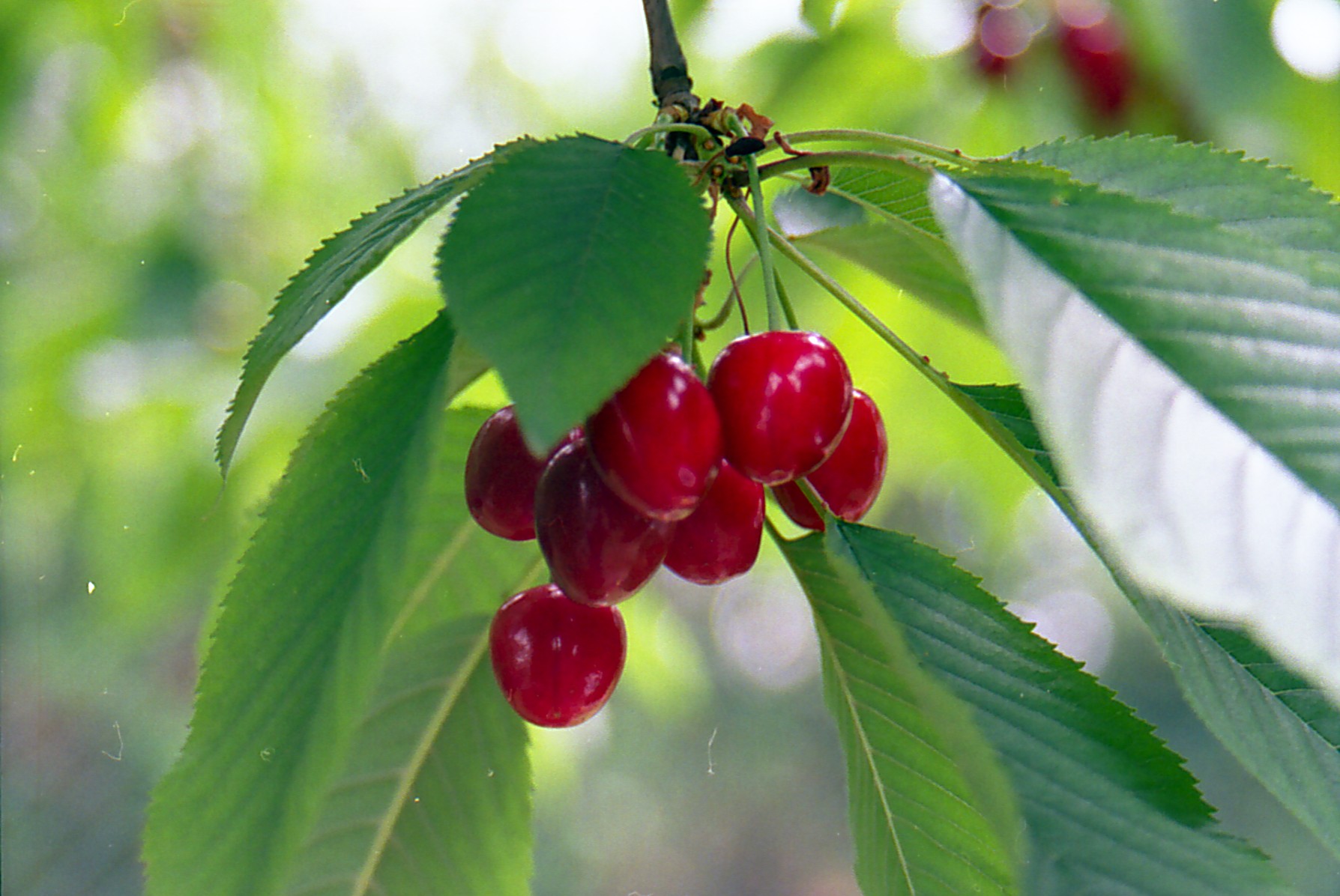 Wallpapers Nature Flowers Cerises