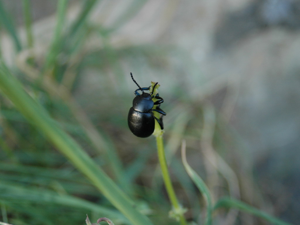 Fonds d'cran Animaux Insectes - Divers un porte bonheur sur votre bureau