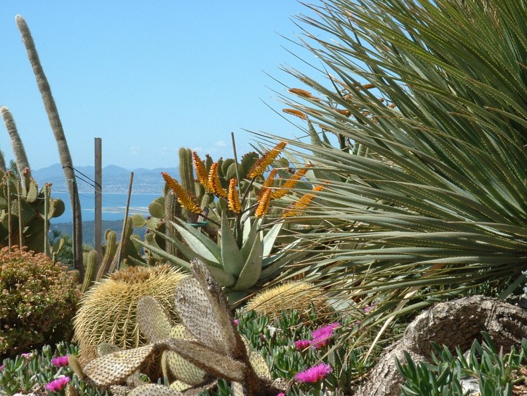 Fonds d'cran Nature Plantes - Arbustes Arboretum du village d'Eze