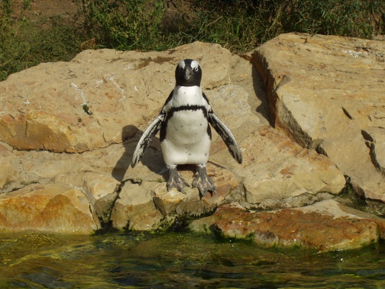 Fonds d'cran Animaux Oiseaux - Manchots J'y vais, j'y vais pas?