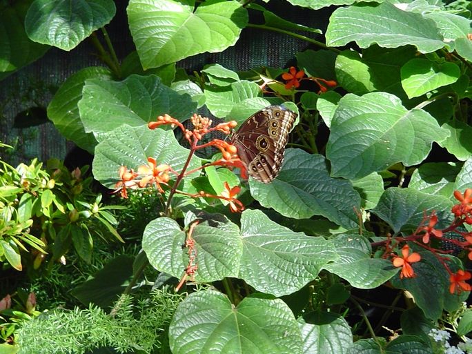 Fonds d'cran Animaux Insectes - Papillons papion