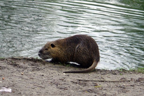 Fonds d'cran Animaux Rongeurs - Divers Petit habitant de la fort du Rhin