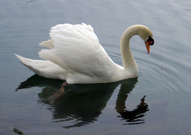 Wallpapers Animals Birds - Swans Cygne