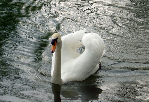 Wallpapers Animals Birds - Swans Cygne