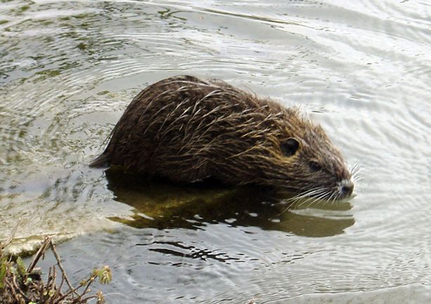 Fonds d'cran Animaux Ratons Laveurs Un peu de natation...