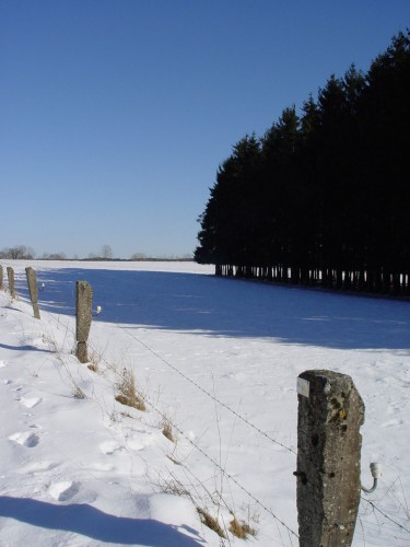 Fonds d'cran Nature Saisons - Hiver Neige, soleil et la fort