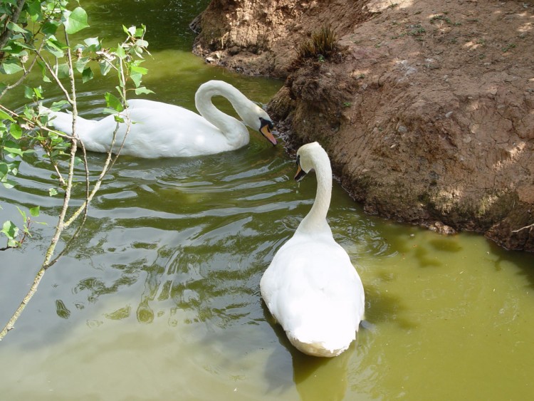 Wallpapers Animals Birds - Ducks Grces glissant sur les ondes