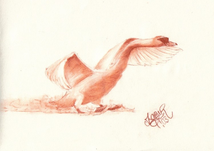 Wallpapers Art - Pencil Animals - Birds - Raptors Cygne