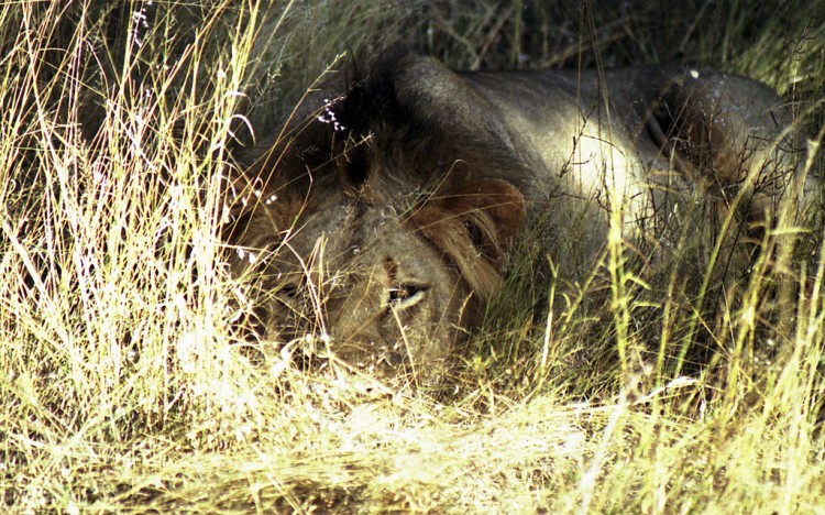 Wallpapers Animals Felines - Lions Sieste