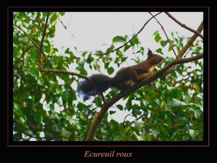 Wallpapers Animals Rodents - Squirrels Wallpaper N96202