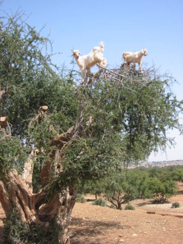 Fonds d'cran Animaux Chvres Chvres dans les arganiers