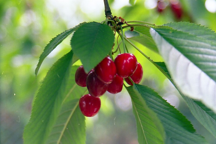 Fonds d'cran Nature Fleurs Cerises