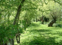 Fonds d'cran Nature Parc de Vaux sur Mer (Charente-Maritime)