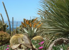 Fonds d'cran Nature Arboretum du village d'Eze