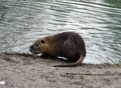 Fonds d'cran Animaux Petit habitant de la fort du Rhin