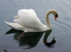 Fonds d'cran Animaux Cygne