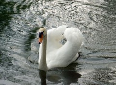 Fonds d'cran Animaux Cygne