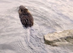 Fonds d'cran Animaux Au revoir !