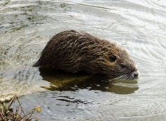 Fonds d'cran Animaux Un peu de natation...