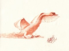 Wallpapers Art - Pencil Cygne