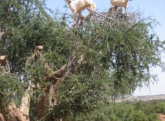 Fonds d'cran Animaux Chvres dans les arganiers