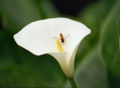 Fonds d'cran Nature fleur d'Arum