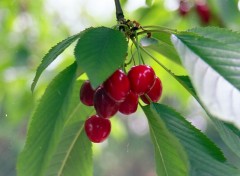 Fonds d'cran Nature Cerises