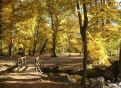 Fonds d'cran Nature L'automne au bois de Vincennes (France)