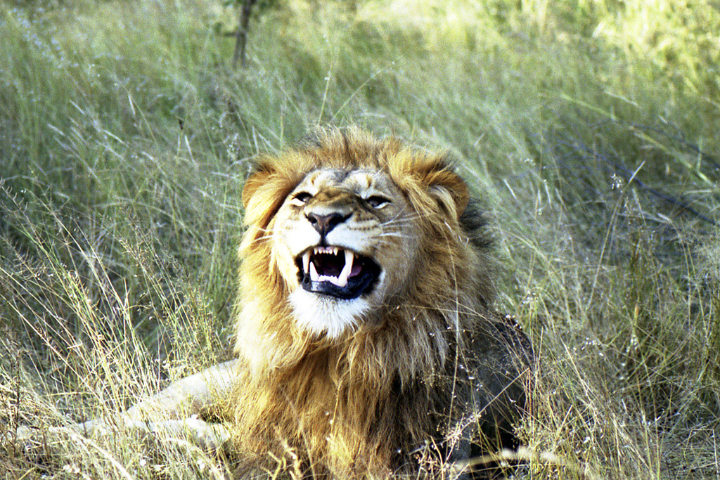 Fonds d'cran Animaux Flins - Lions Pas content le gros minet