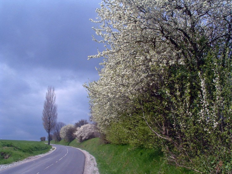 Fonds d'cran Voyages : Europe France > Alsace Arbres en fleurs....