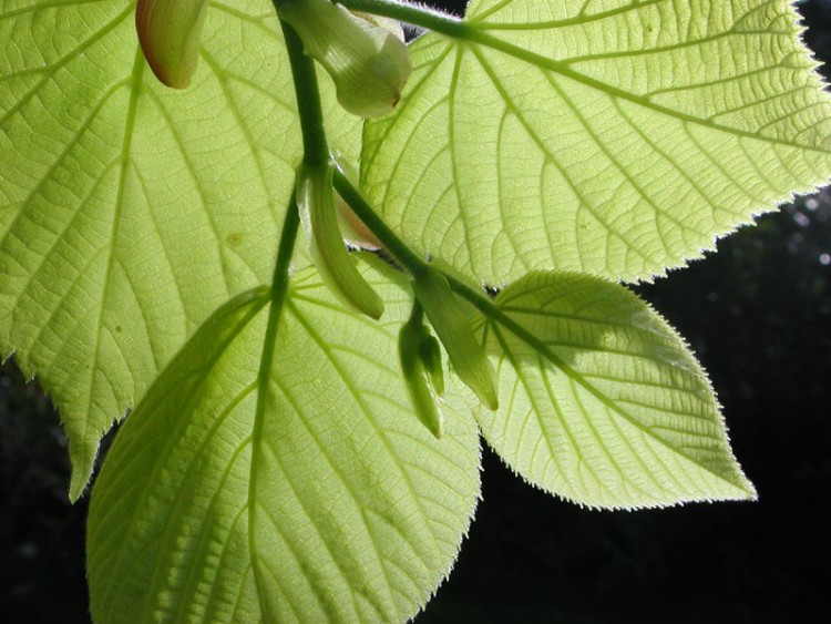 Fonds d'cran Nature Plantes - Arbustes Lumire de printemps