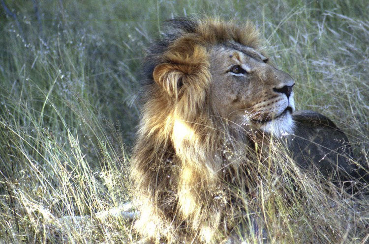 Fonds d'cran Animaux Flins - Lions Poseur va !