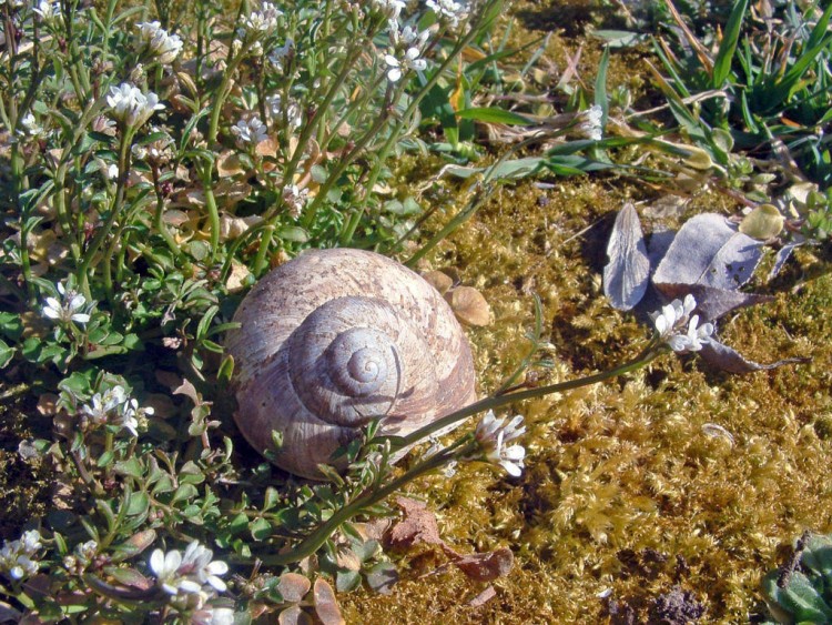 Fonds d'cran Animaux Escargots - Limaces Je m'arrte pour de bon ici !