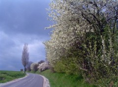 Fonds d'cran Voyages : Europe Arbres en fleurs....