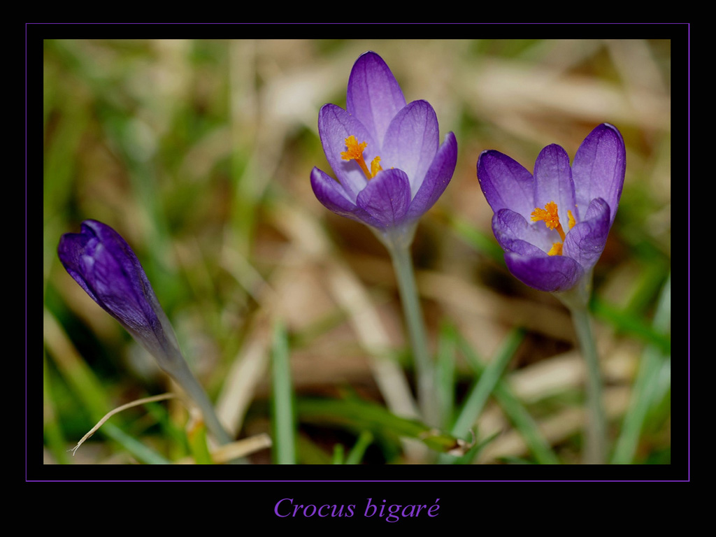 Fonds d'cran Nature Fleurs 