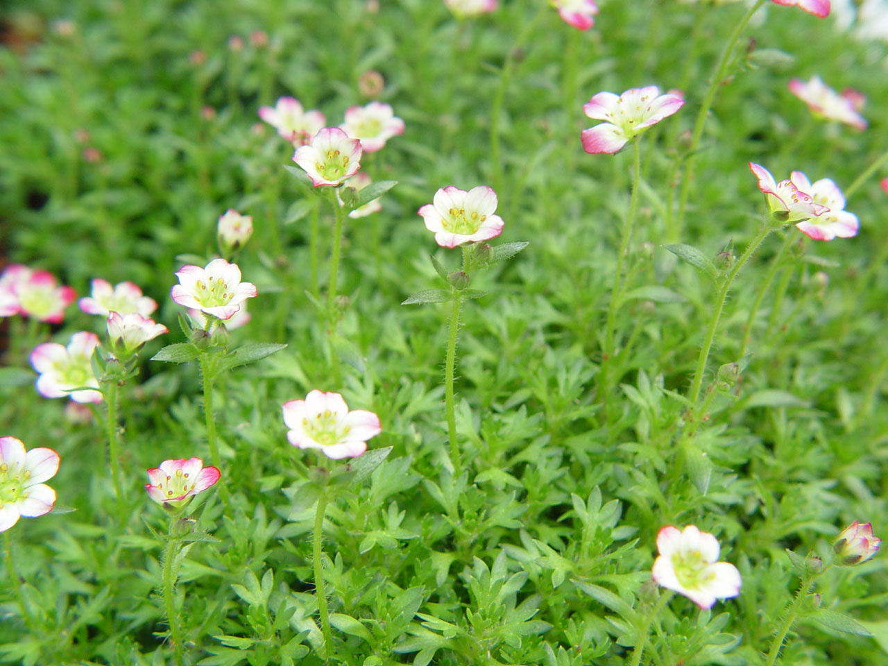 Fonds d'cran Nature Fleurs Microfleurs