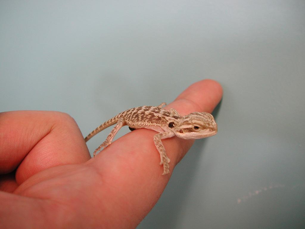 Fonds d'cran Animaux Lzards - Iguanes Pogona