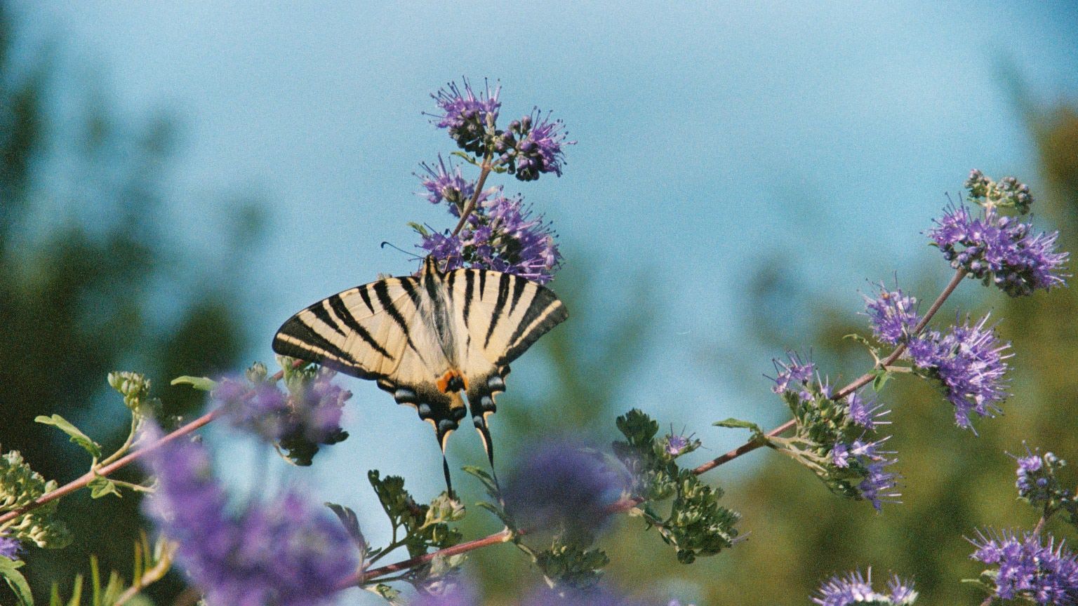 Fonds d'cran Animaux Insectes - Papillons Papillon dans mon jardin