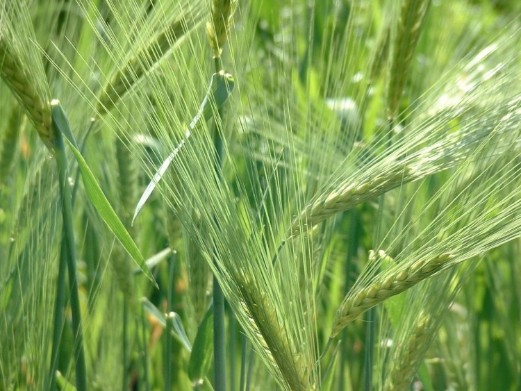 Fonds d'cran Nature Plantes - Arbustes Au coeur de la nature