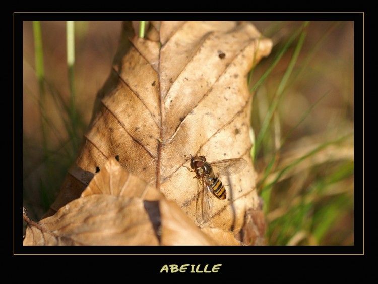 Fonds d'cran Animaux Insectes - Abeilles Gupes ... Wallpaper N96374